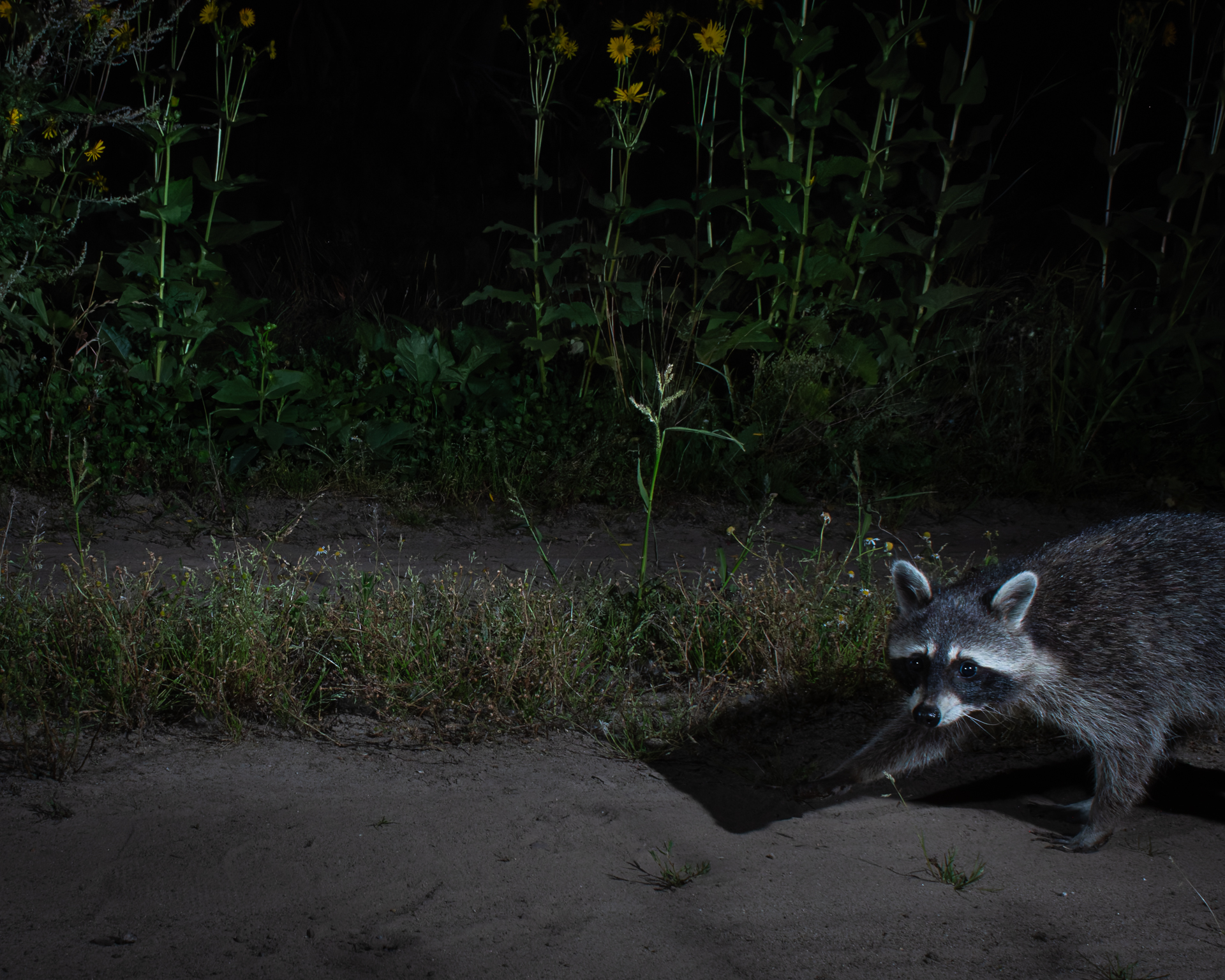 Locations und Ethik in der Naturfotografie